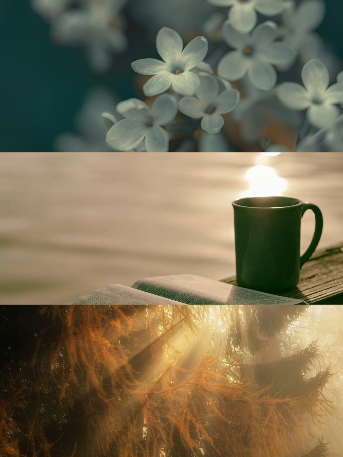 Cold Bloom