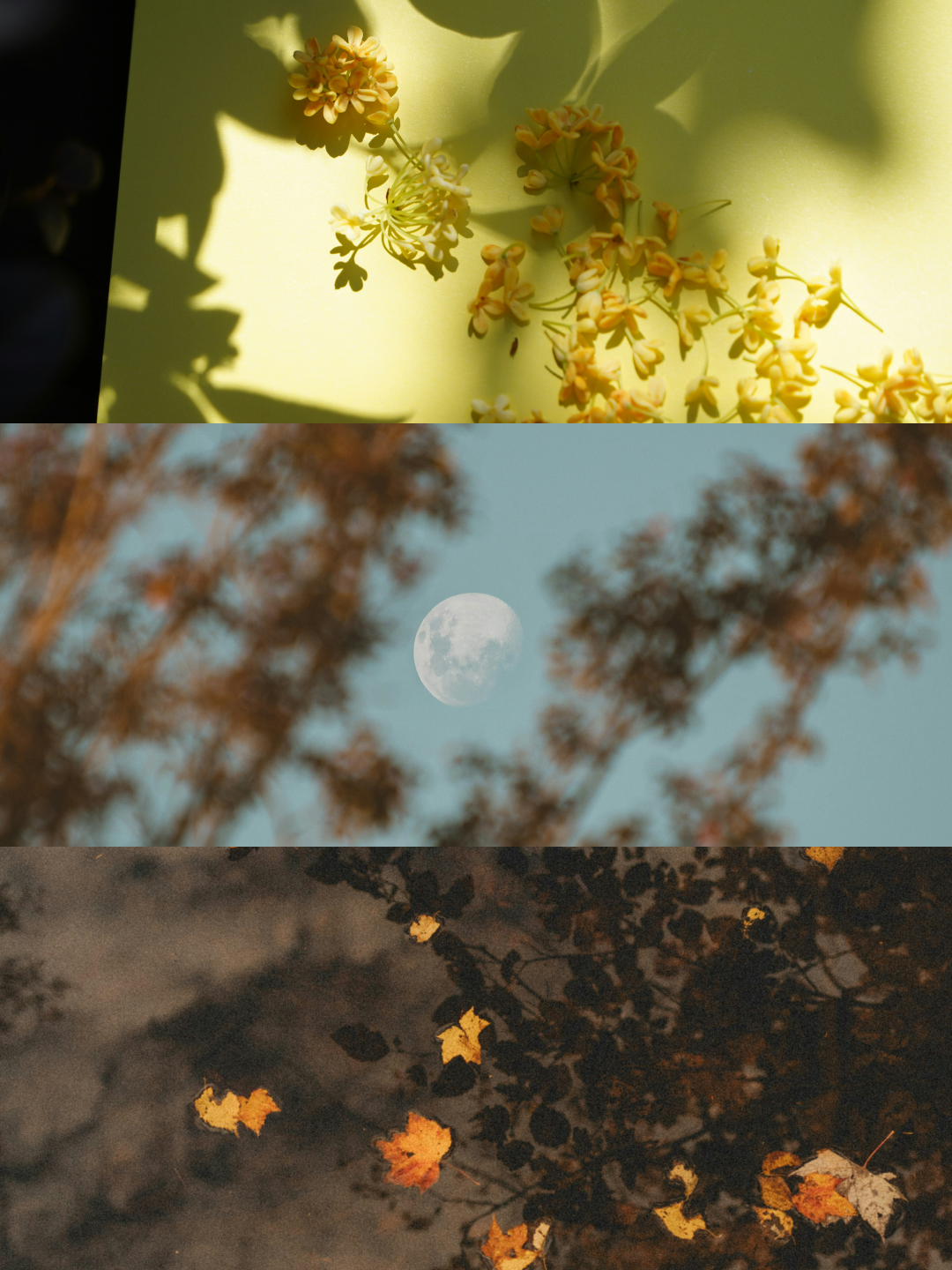 Moonlit Infusion [Limited x MOII Cafe - Moon Festival 2025]